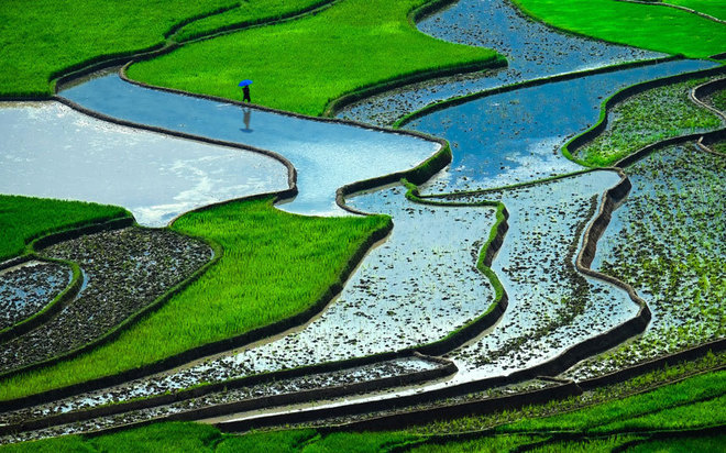 Việt Nam, đất nước xuất khẩu gạo lớn thứ hai thế giới, sở hữu những cánh đồng lúa rộng bạt ngàn. Trong đó, những thửa ruộng bậc thang ở các vùng đồi, núi phía Bắc sẽ là một trong những cảnh quan với màu xanh nổi bật nhất thế giới.